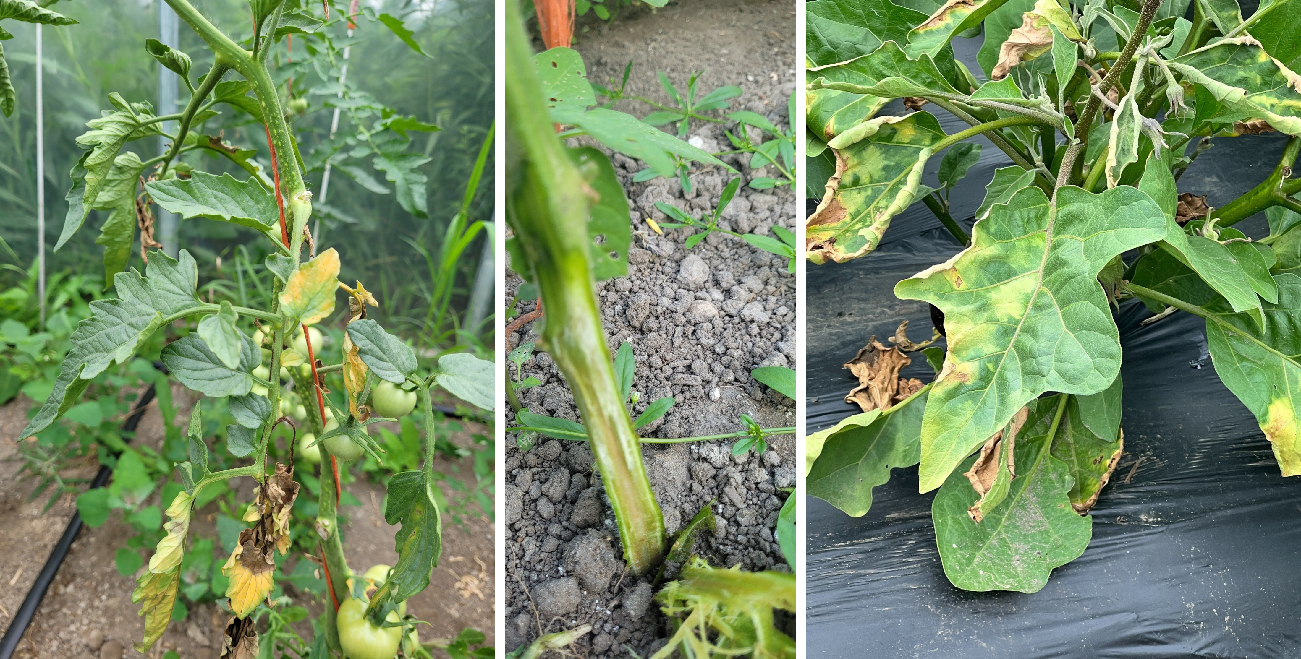 Wilting tomato and eggplant.